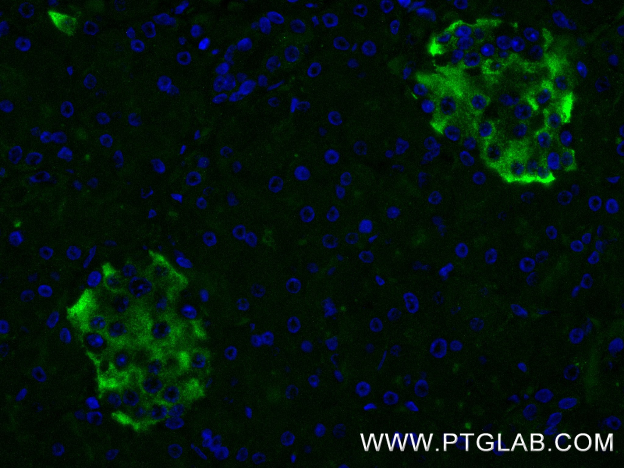 Immunofluorescence (IF) / fluorescent staining of human pancreas tissue using NPTX2 Recombinant monoclonal antibody (86203-1-RR)