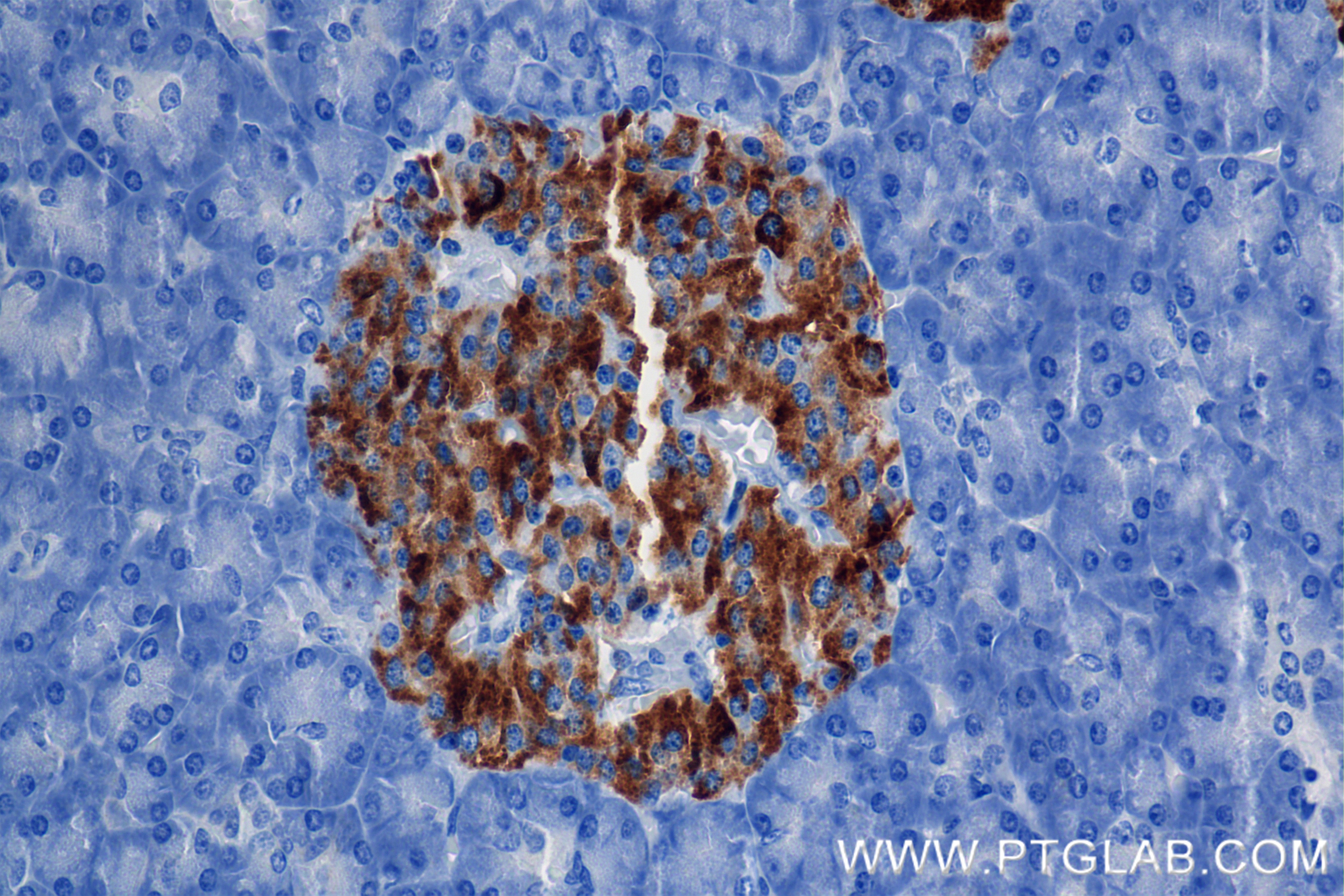 Immunohistochemistry (IHC) staining of human pancreas tissue using NPTX2 Recombinant antibody (86203-1-RR)