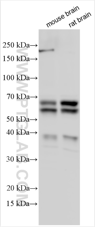 Western Blot (WB) analysis of various lysates using NPTXR Polyclonal antibody (24807-1-AP)