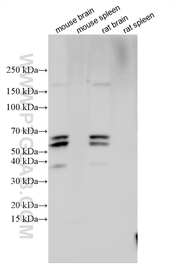 Western Blot (WB) analysis of various lysates using NPTXR Polyclonal antibody (24807-1-AP)