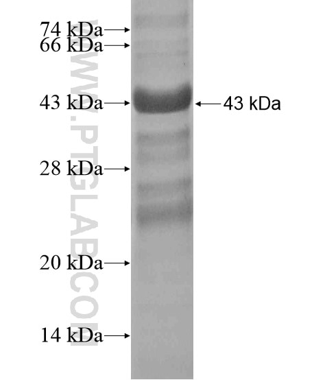 NPTXR fusion protein Ag20185 SDS-PAGE