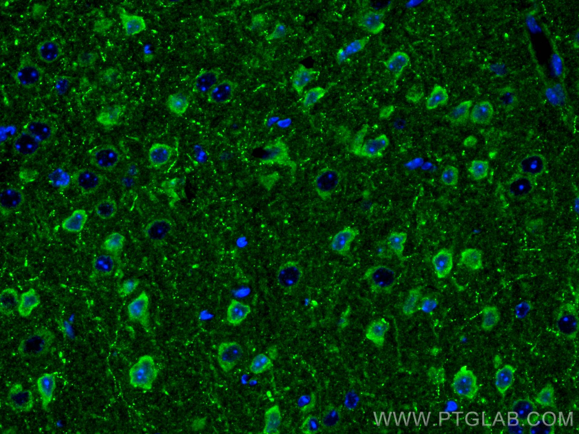 Immunofluorescence (IF) / fluorescent staining of mouse brain tissue using Neuropeptide Y Polyclonal antibody (12833-1-AP)