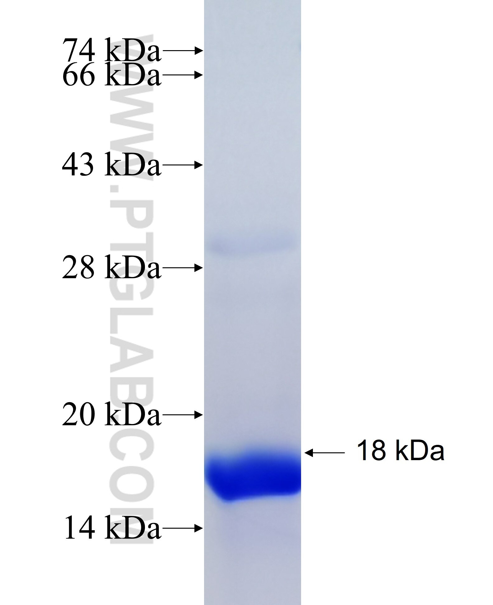 NPY fusion protein Ag21593 SDS-PAGE