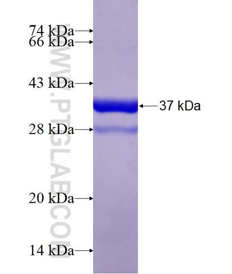 NPY fusion protein Ag3568 SDS-PAGE