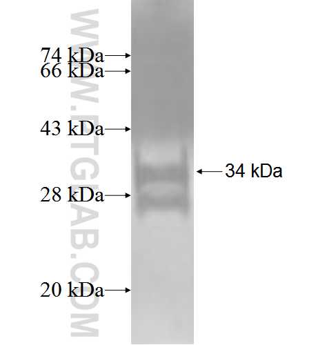 NPY1R fusion protein Ag3496 SDS-PAGE
