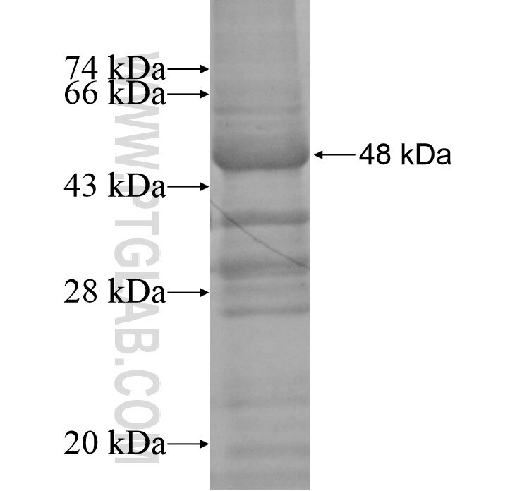NPY2R fusion protein Ag13684 SDS-PAGE