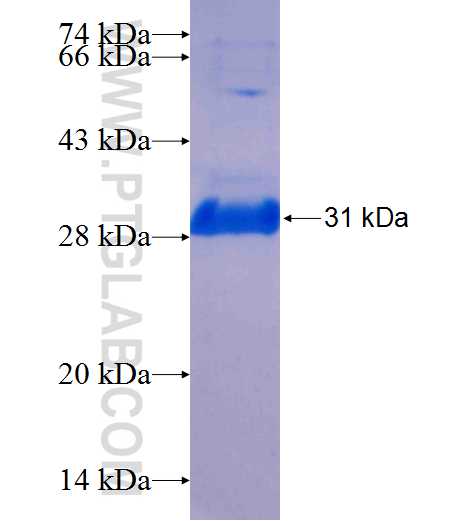 NPY5R fusion protein Ag25214 SDS-PAGE
