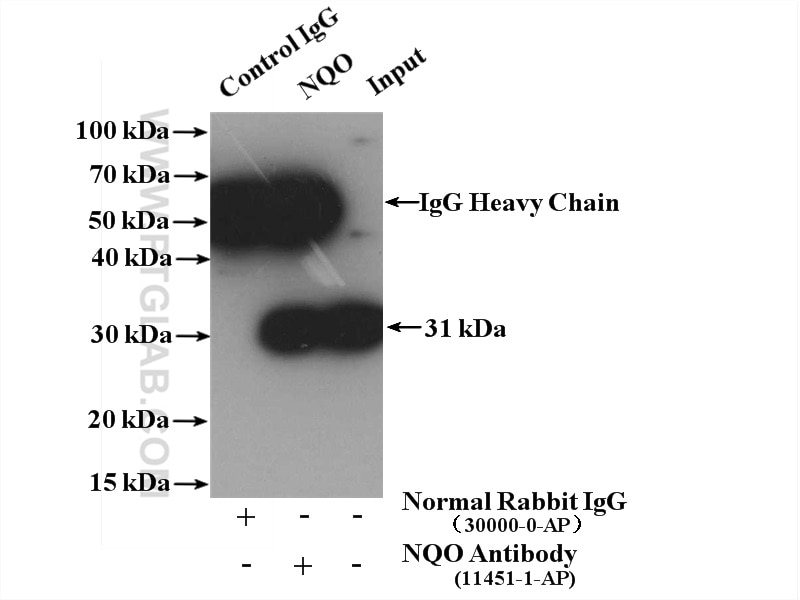 Immunoprecipitation (IP) experiment of HepG2 cells using NQO1 Polyclonal antibody (11451-1-AP)