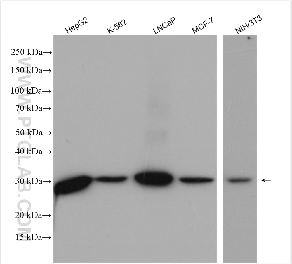 Western Blot (WB) analysis of various lysates using NQO1 Polyclonal antibody (11451-1-AP)