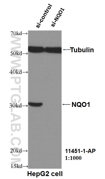 Western Blot (WB) analysis of HepG2 cells using NQO1 Polyclonal antibody (11451-1-AP)
