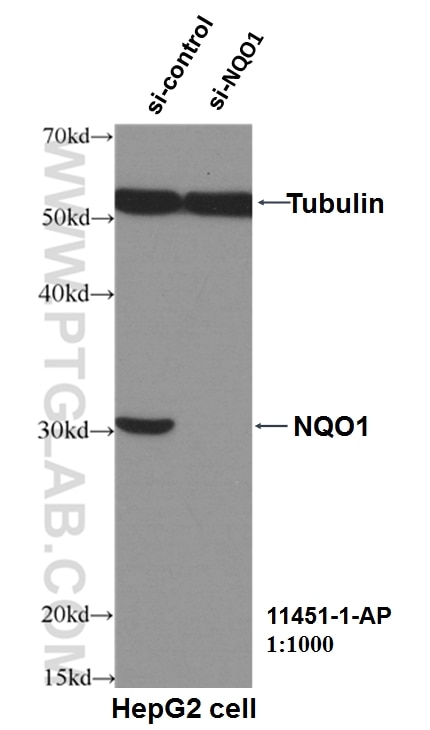 WB analysis of HepG2 using 11451-1-AP