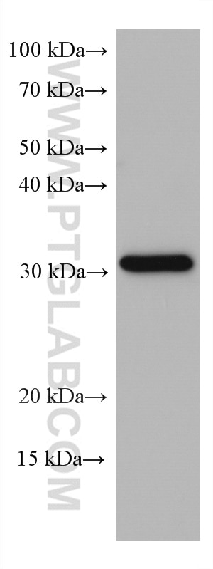 Western Blot (WB) analysis of HSC-T6 cells using NQO1 Monoclonal antibody (67240-1-Ig)