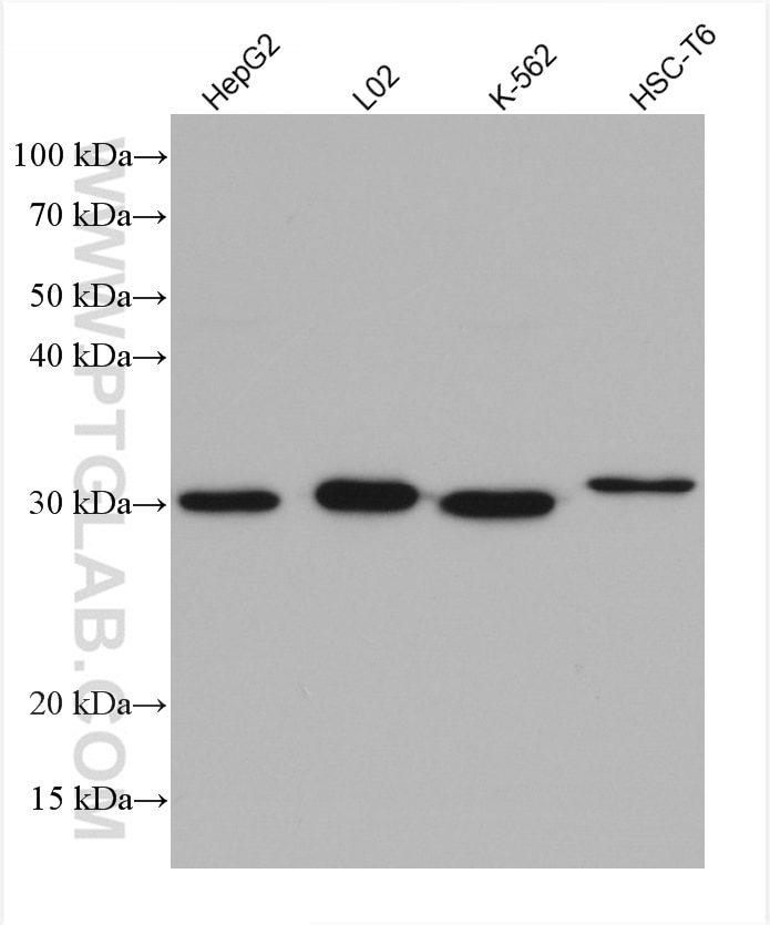 Western Blot (WB) analysis of various lysates using NQO1 Monoclonal antibody (67240-1-Ig)