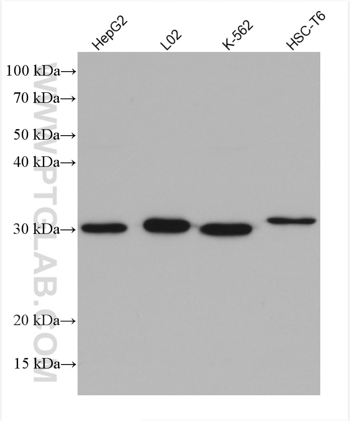 WB analysis using 67240-1-Ig