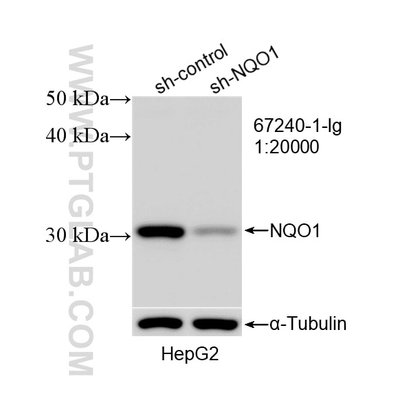 Western Blot (WB) analysis of HepG2 cells using NQO1 Monoclonal antibody (67240-1-Ig)