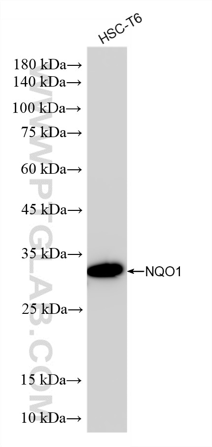 Western Blot (WB) analysis of various lysates using NQO1 Recombinant monoclonal antibody (86693-2-RR)