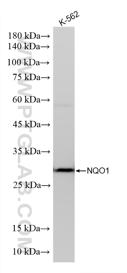 Western Blot (WB) analysis of various lysates using NQO1 Recombinant monoclonal antibody (86693-2-RR)