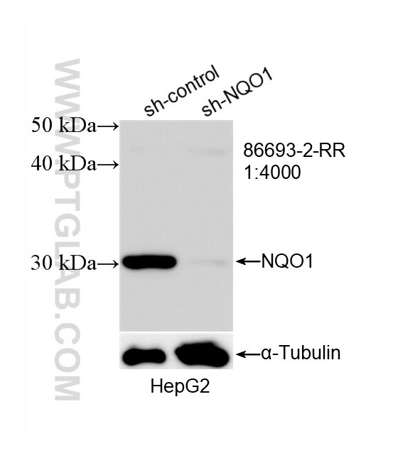 Western Blot (WB) analysis of HepG2 cells using NQO1 Recombinant monoclonal antibody (86693-2-RR)