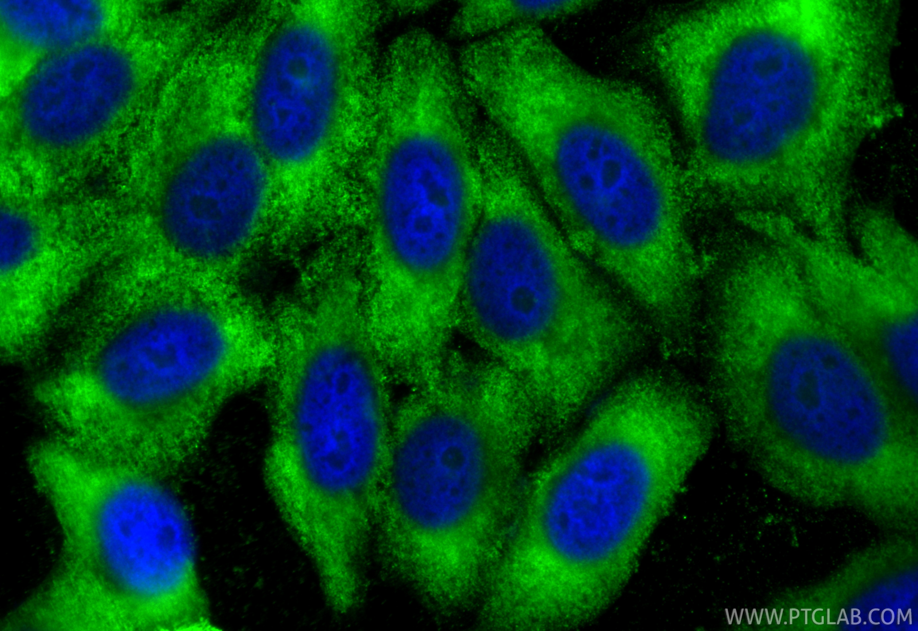 Immunofluorescent analysis of (-20°C Ethanol) fixed HepG2 cells using CoraLite® Plus 488 NQO1 antibody (CL488-67240, Clone: 1E5G7 ) at dilution of 1:200. Immunofluorescence (IF) / fluorescent staining of HepG2 cells using CoraLite® Plus 488-conjugated NQO1 Monoclonal anti (CL488-67240)