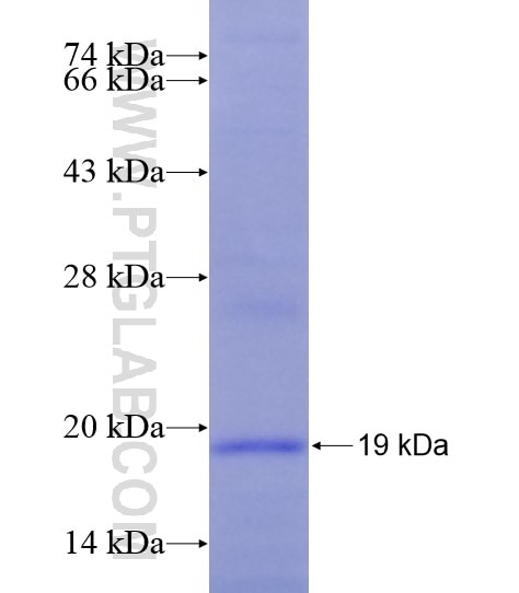 NQO1 fusion protein Ag28933 SDS-PAGE