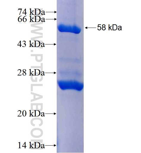 NQO1 fusion protein Ag2009 SDS-PAGE