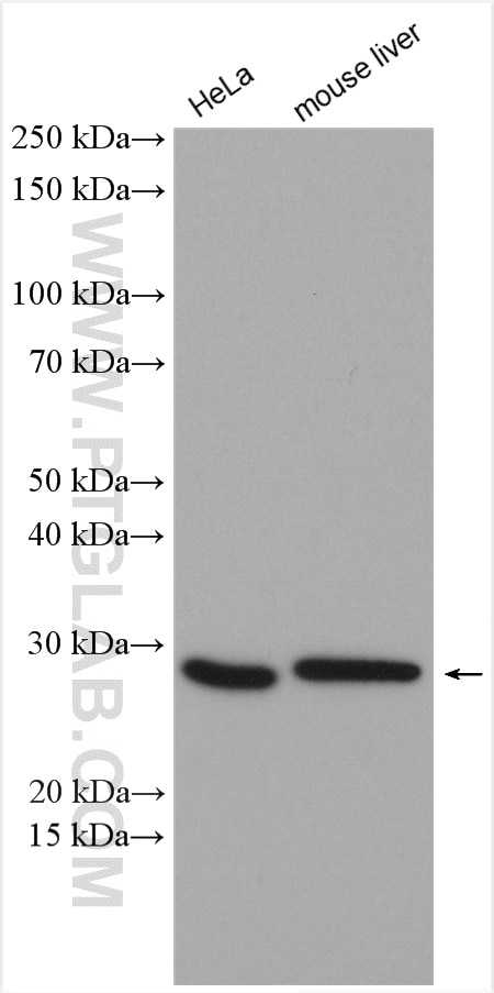 Western Blot (WB) analysis of various lysates using NQO2 Polyclonal antibody (15767-1-AP)