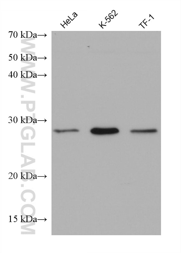 Western Blot (WB) analysis of various lysates using NQO2 Monoclonal antibody (68487-1-Ig)
