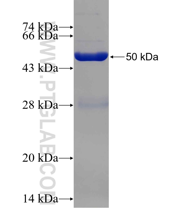 NQO2 fusion protein Ag8403 SDS-PAGE