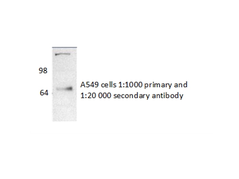 WB analysis of A549 cells using 14506-1-AP