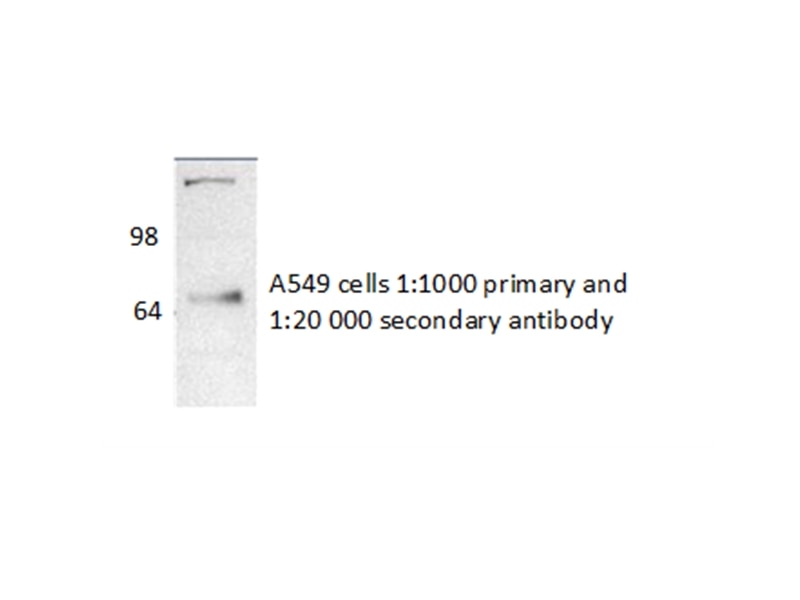 Western Blot (WB) analysis of A549 cells using NR1D1 Polyclonal antibody (14506-1-AP)