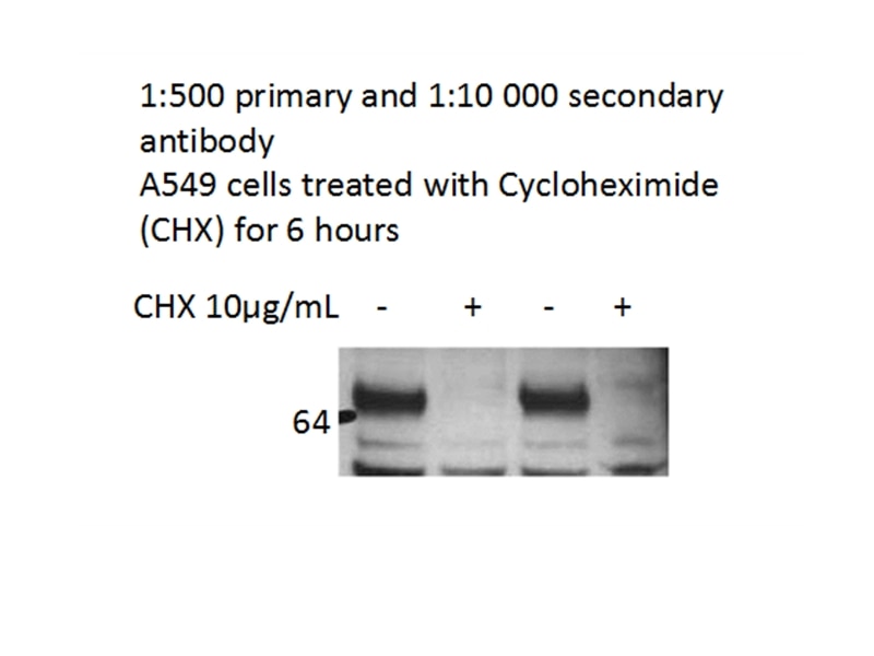 Western Blot (WB) analysis of A549 cells using NR1D1 Polyclonal antibody (14506-1-AP)
