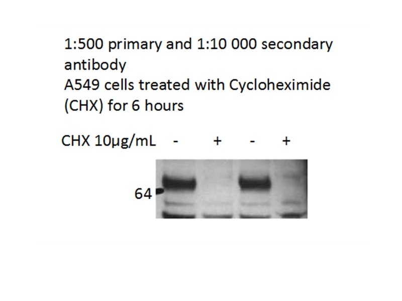 WB analysis of A549 cells using 14506-1-AP