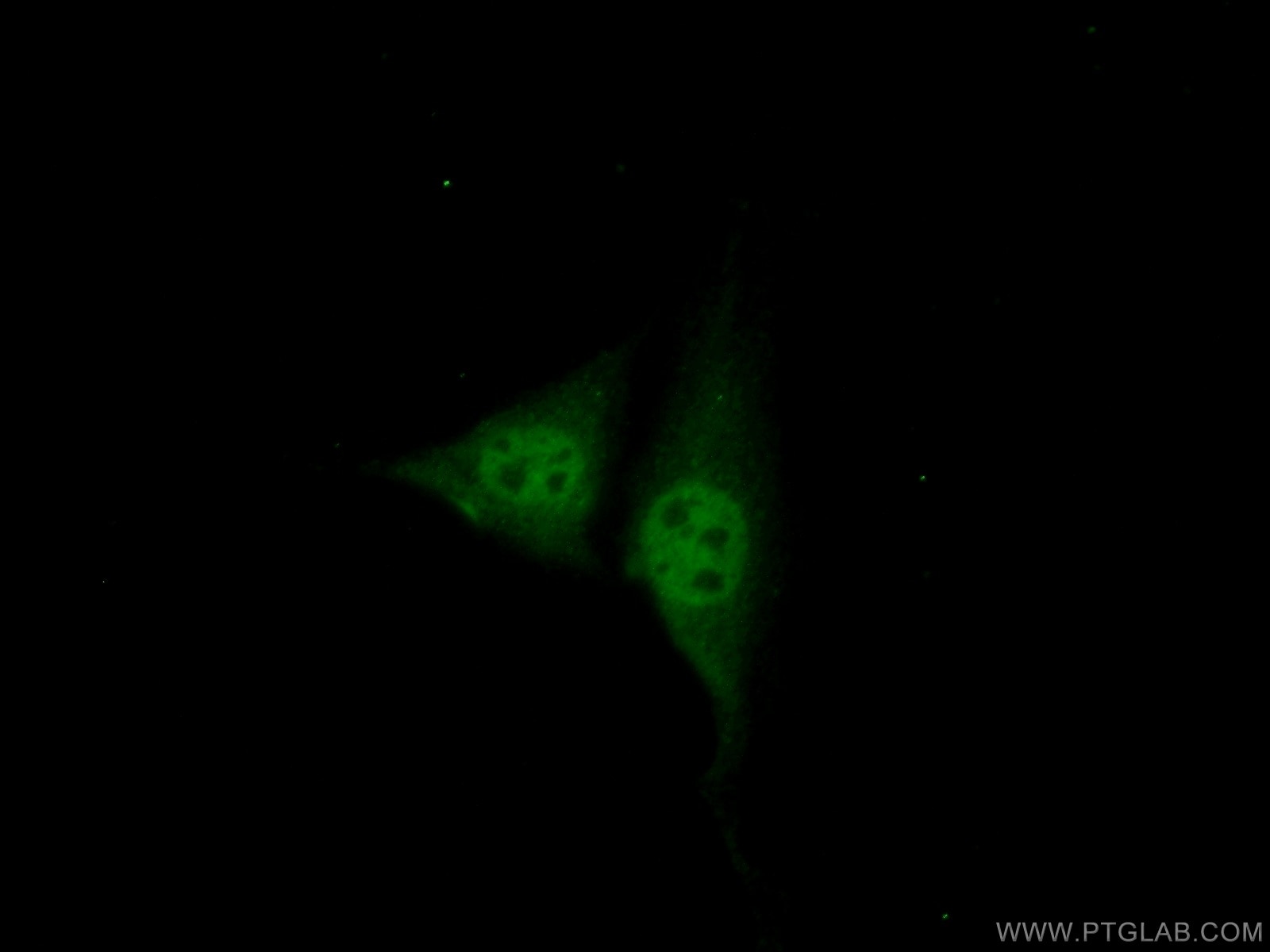 Immunofluorescence (IF) / fluorescent staining of NIH/3T3 cells using NR1D1 Polyclonal antibody (14506-1-AP)