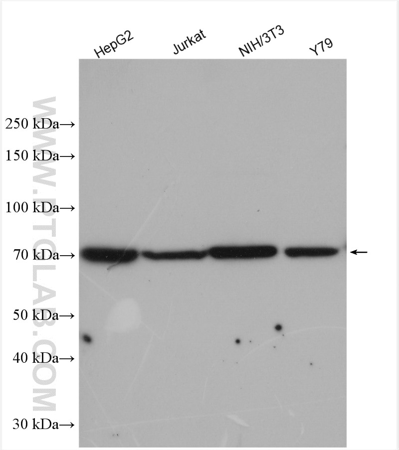 Western Blot (WB) analysis of various lysates using NR1D1 Polyclonal antibody (14506-1-AP)