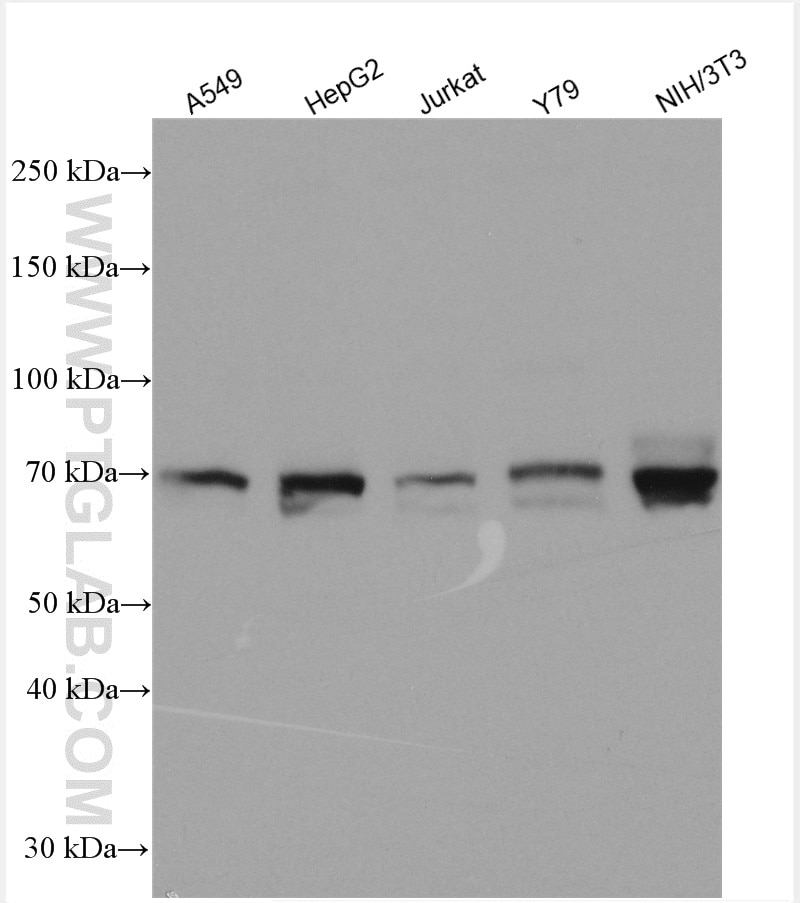 Western Blot (WB) analysis of various lysates using NR1D1 Polyclonal antibody (14506-1-AP)