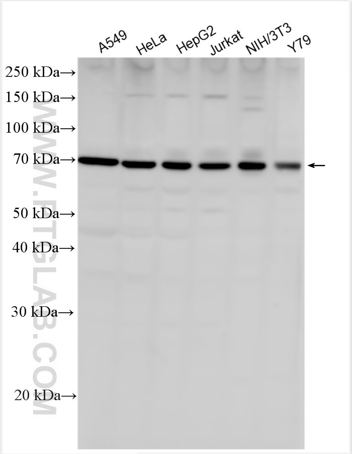 Western Blot (WB) analysis of various lysates using NR1D1 Polyclonal antibody (14506-1-AP)