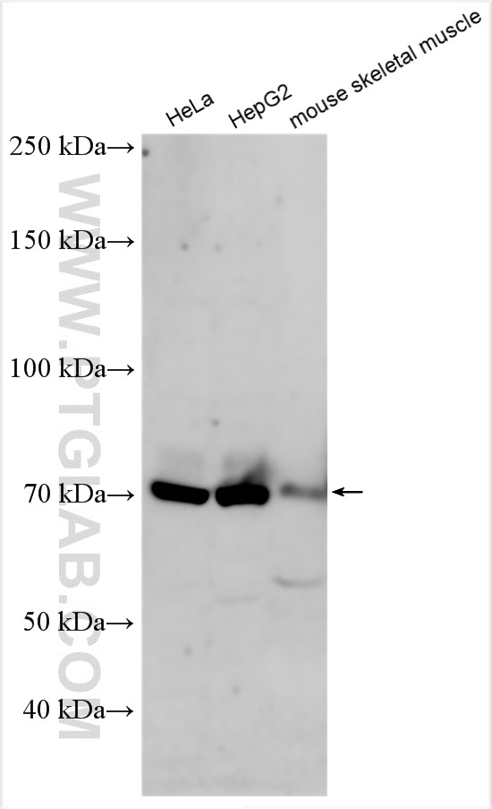 Western Blot (WB) analysis of various lysates using NR1D1 Polyclonal antibody (14506-1-AP)