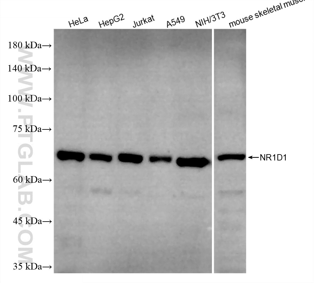 Western Blot (WB) analysis of various lysates using NR1D1 Recombinant monoclonal antibody (82699-7-RR)