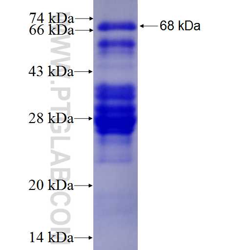 NR1D1 fusion protein Ag5964 SDS-PAGE