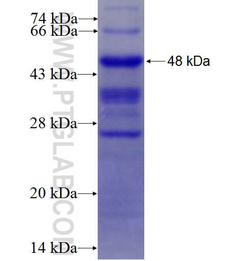 NR1D1 fusion protein Ag6061 SDS-PAGE