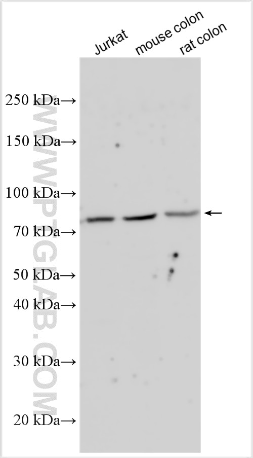 Western Blot (WB) analysis of various lysates using NR1D2 Polyclonal antibody (13906-1-AP)