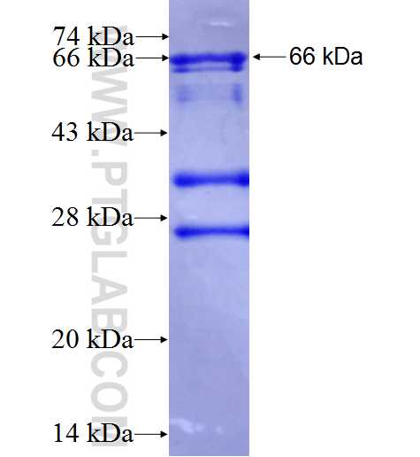 NR1D2 fusion protein Ag4881 SDS-PAGE