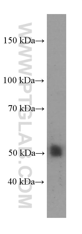 Western Blot (WB) analysis of human liver tissue using NR1H2 Monoclonal antibody (60345-1-Ig)