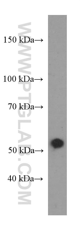 Western Blot (WB) analysis of pig liver tissue using NR1H2 Monoclonal antibody (60345-1-Ig)