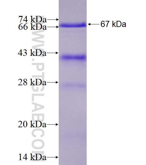 NR1H2 fusion protein Ag5635 SDS-PAGE