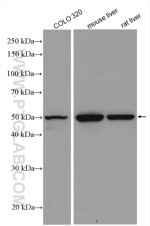 Western Blot (WB) analysis of various lysates using NR1H3 Polyclonal antibody (14351-1-AP)