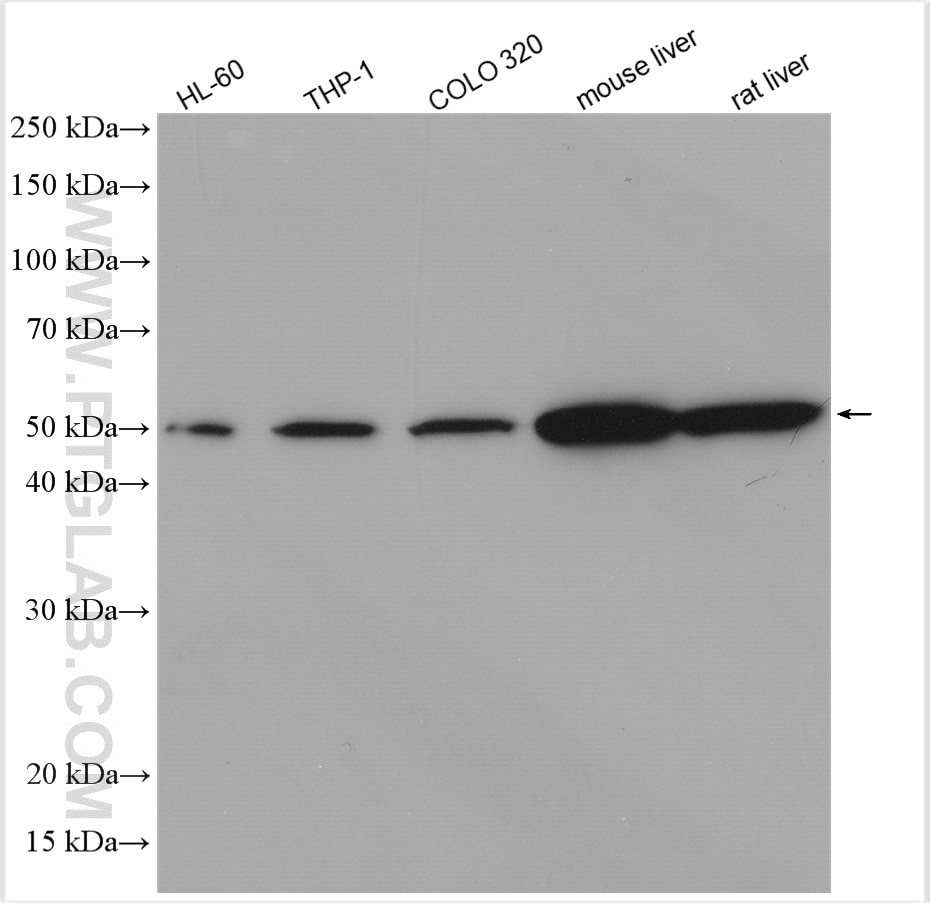 Western Blot (WB) analysis of HL-60 cells using NR1H3 Polyclonal antibody (14351-1-AP)