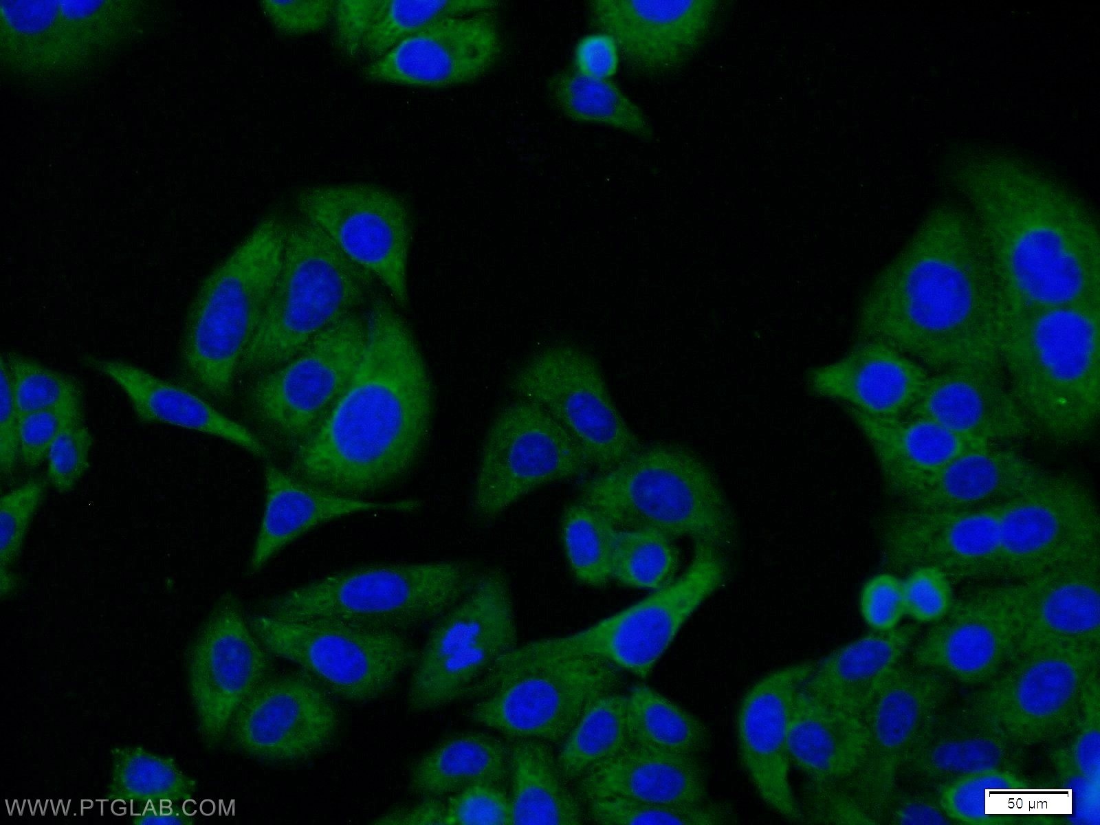Immunofluorescence (IF) / fluorescent staining of HepG2 cells using NR1H3 Monoclonal antibody (60134-1-Ig)