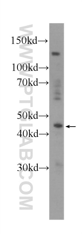 Western Blot (WB) analysis of HepG2 cells using NR1H3 Monoclonal antibody (60134-1-Ig)