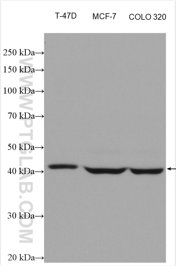Western Blot (WB) analysis of various lysates using NR1H3 Monoclonal antibody (60134-1-Ig)